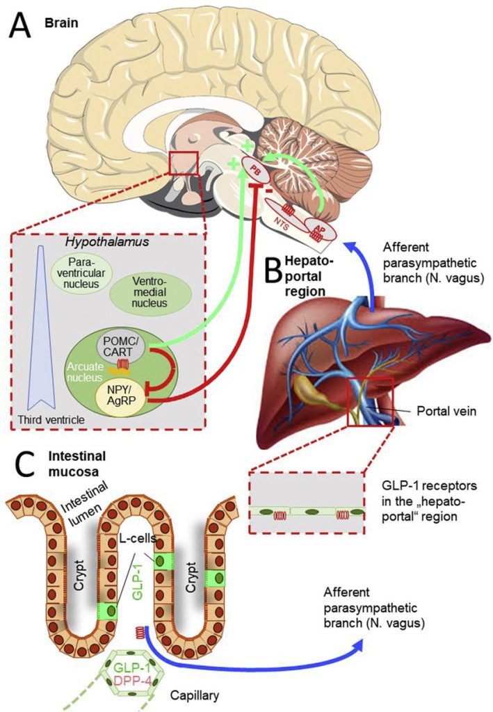 Schematic diagram GLP1-RA administration